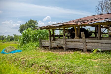 buffalo in corral beside a house farming.の写真素材