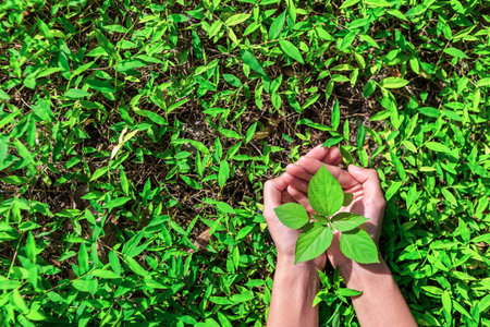 Hand protect new tree growth on the ground.hand helping,support,care concept.