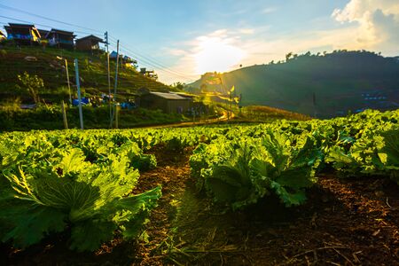 Chinese cabbage field in the evening.の写真素材