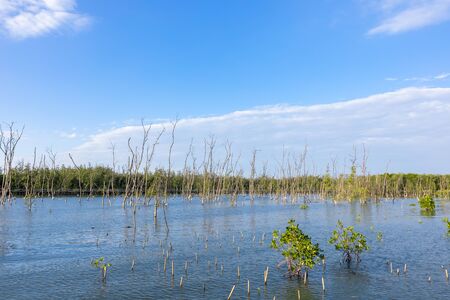 Landscape mangroves and tree under blue sky. travel nature concept.の写真素材