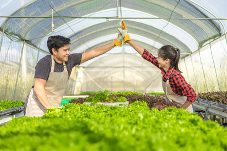 organic vegetables in plant,Hydroponic vegetables growing in greenhouse.