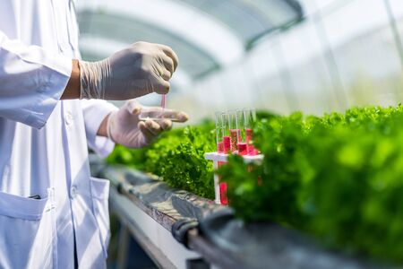 Scientists test the solution, Chemical inspection, Check freshness  at organic, hydroponic farm.
の写真素材