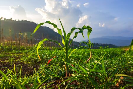Young green corn plants on farmland. Farm corn and agriculture concept.の写真素材