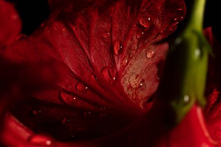 Water drop on red flower after rainy and black background.の写真素材