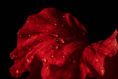 Water drop on red flower after rainy and black background.の写真素材