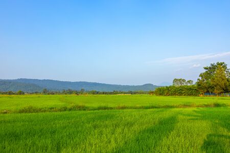 Agriculture green rice field under blue sky and mountain back at contryside. farm, growth and agriculture concept.の写真素材
