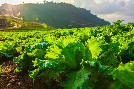 The chinese cabbagevegetable farm field on the mountain. Farm, harvest, agriculture concept.の写真素材