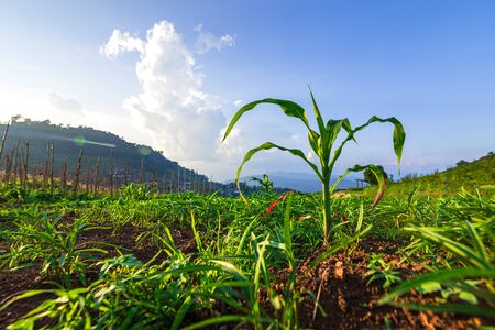 Young green corn plants on farmland. Farm corn and agriculture concept.の写真素材