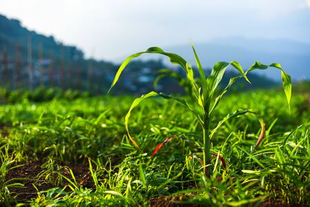 Young green corn plants on farmland. Farm corn and agriculture concept.の写真素材