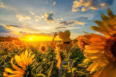 sweet girl use phone take a photo between travel and walking on a field of sunflowers.の写真素材
