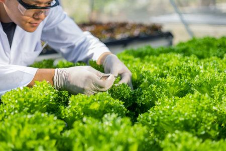 Scientists test the solution, Chemical inspection, Check freshness  at organic, hydroponic farm.