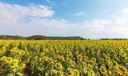 field of sunflower and mountain back under beautiful blue sky.
の写真素材
