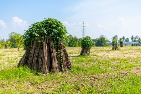 Tapioca fields. Grow cassava. preparing for Cassava field planting. Bunches of breeding sapling of cassava in plant.
の写真素材