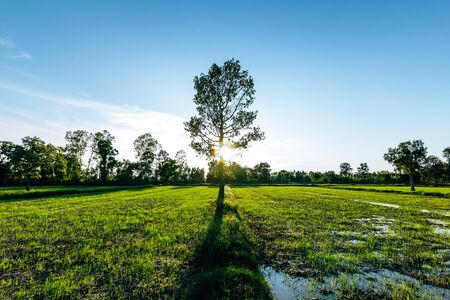 Beautiful green field of rice plant with water and blue sky in the moring. Argiculture concept.の写真素材