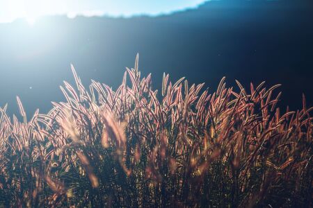 Beautiful grass flower field and light of sun. Background and texture concept.の写真素材