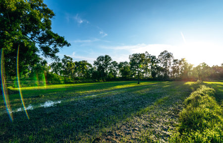 Beautiful green field of rice plant with water and blue sky in the moring. Argiculture concept.