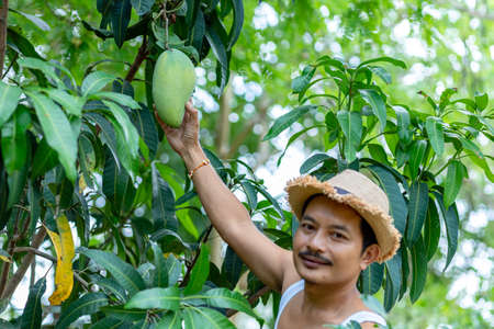 farmer hand picking mango from mango treeの写真素材