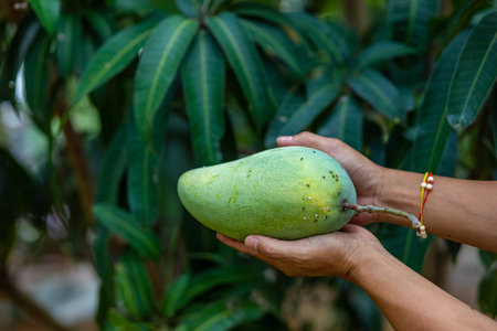 Hands hold mango and background mango tree.