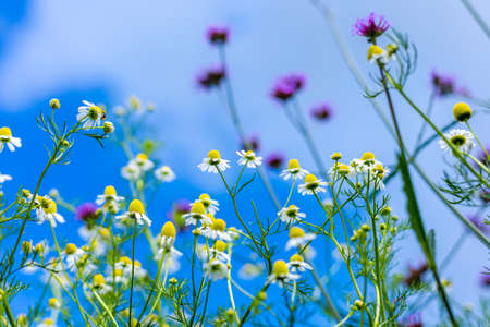 Daisy flower and blue sky blackground.の写真素材