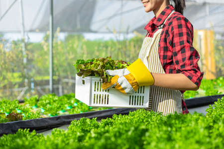farmer ware agricultural gloves keep vegetable at hydroponic farm and observing growth vegetable meticulously before delivered to the customer.
organic vegetables in plant,Hydroponic vegetables growing in greenhouse.の写真素材