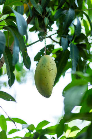 farmer hand picking mango from mango treeの写真素材