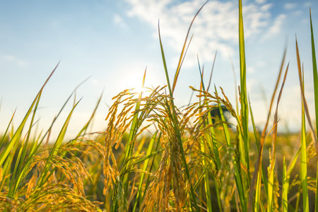 Agriculture golden rice field under blue sky at contryside. farm, growth and agriculture concept.