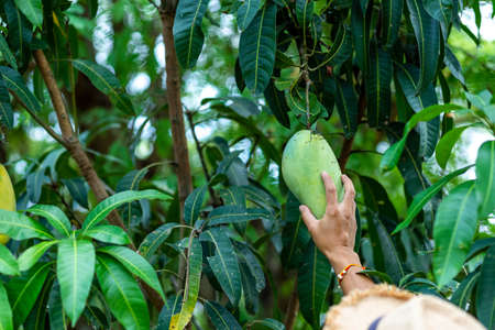 farmer hand picking mango from mango treeの写真素材