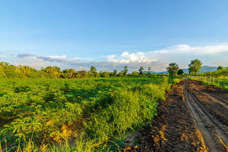 Tapioca farm, potato farm, tapioca plantation growth and mountain background. farm, and agriculture vegetable concept.の写真素材