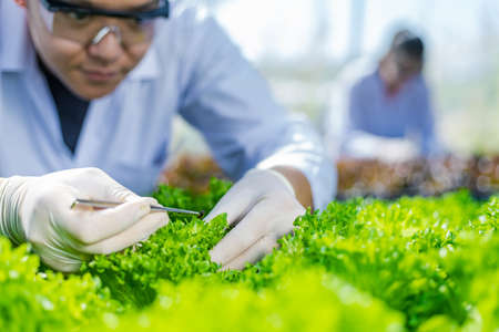 Scientists test the solution, Chemical inspection, Check freshness  at organic, hydroponic farm.の写真素材