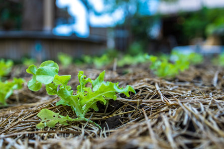 growth fresh vegetable salad garden at organic farm. Argiculture concept.