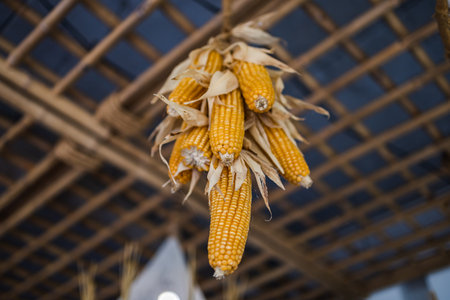 Dried corn cob hanging at farm. harvesting corn concept.