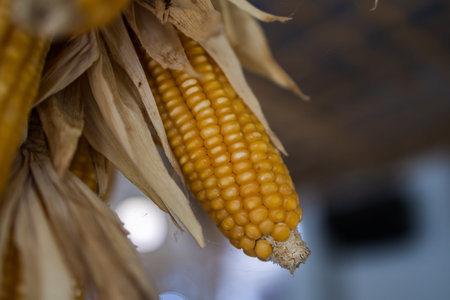 Dried corn cob hanging at farm. harvesting corn concept.
