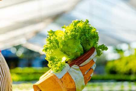 farmer ware agricultural gloves keep vegetable at hydroponic farm and observing growth vegetable...
