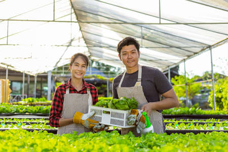 farmer ware agricultural gloves keep vegetable at hydroponic farm and observing growth vegetable meticulously before delivered to the customer.
organic vegetables in plant,Hydroponic vegetables growing in greenhouse.の写真素材