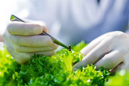 Scientists test the solution, Chemical inspection, Check freshness  at organic, hydroponic farm.の写真素材
