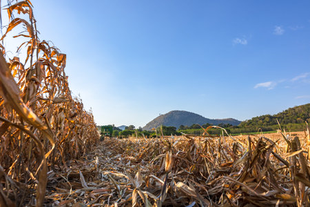 Dry corn field waiting for harvestwith the blue sky background.