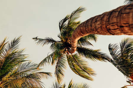 palm trees on the beach.の写真素材