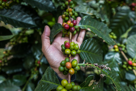 Hand farmer picking and showing coffee bean in coffee agriculture .