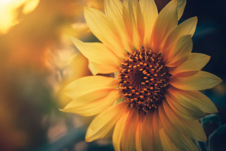 field of blooming sunflowers and light of sun in the morning.の写真素材