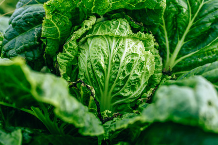 Agriculture cabbages heads in field.の写真素材