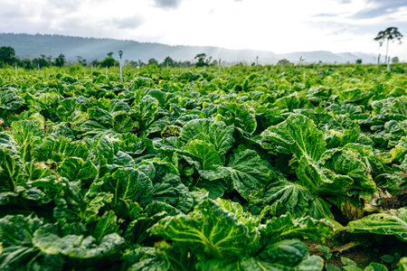 Agriculture cabbages heads in field.