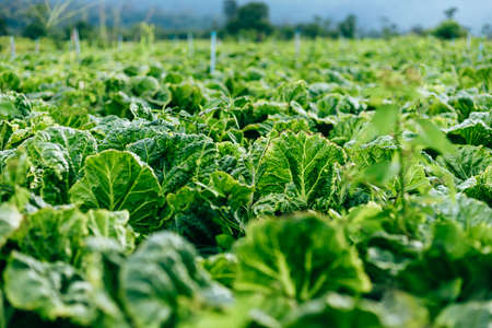 Agriculture cabbages heads in field.の写真素材
