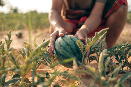 A farmer throws up a grown watermelon in farm field. Harvesting watermelons concept.の写真素材