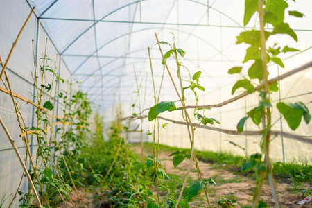 Long beans tree growth in greenhouse and light of sunset.の写真素材
