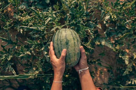 A farmer throws up a grown watermelon in farm field. Harvesting watermelons concept.の写真素材