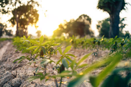 Close-up cassava green leaf and light of sun with blue sky.の写真素材