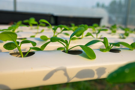 organic hydroponic vegetable garden at greenhouse and light of sunset.
