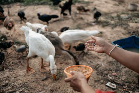 Hand of farmer feeding chicken, hen, duck and goose  with rice and grain at farm in the evening. Natural organic farming conceptの写真素材