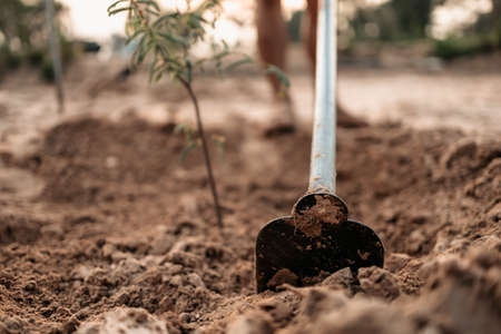 Man plants a small tamarind tree, hands holds shovel digs the ground garden. Farm and argiculture at countryside concept.の写真素材