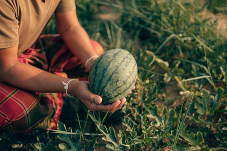 A farmer throws up a grown watermelon in farm field. Harvesting watermelons concept.の写真素材